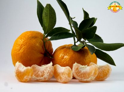 Picture of 8kg Sicilian Mandarins