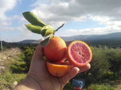 Immagine di 9kg "Moro Nucellare" pezzatura Mista da spremuta