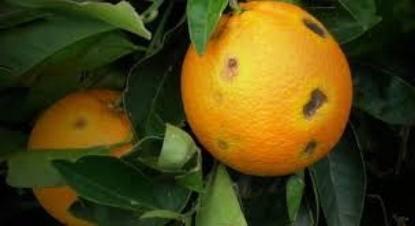 Picture of 27kg arance Tarocco CAT II - "Le resilienti"