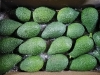 Image de Avocado Hass cultivé en Sicile 9 kg