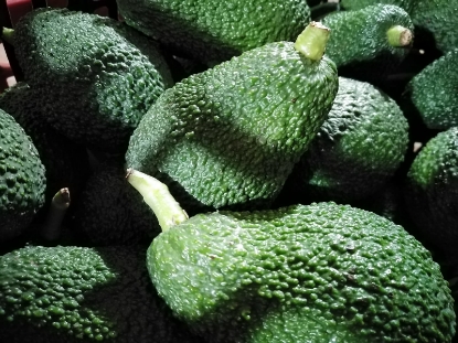 Image de Avocado Hass cultivé en Sicile 9 kg